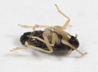 Flavoclypeus nitens