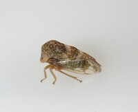 Cyrtolobus clarus