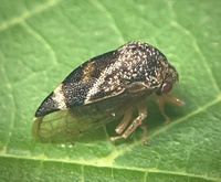 Cyrtolobus fuliginosus