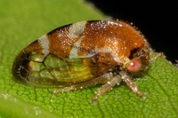 Cyrtolobus togatus