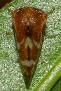 Cyrtolobus togatus