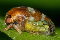 Cyrtolobus togatus