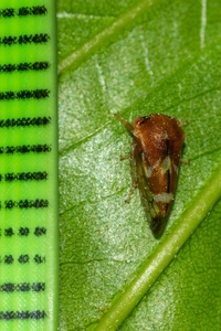 Cyrtolobus togatus