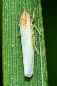 Dikraneura angustata