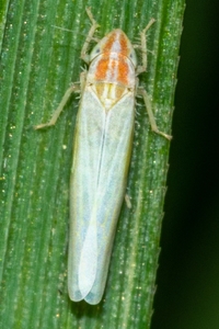 Dikraneura angustata