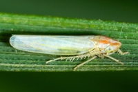 Dikraneura angustata