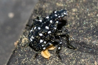 Lycorma delicatula