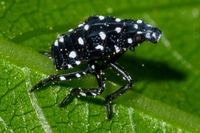 Lycorma delicatula