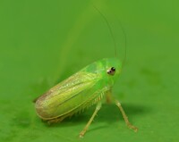 Neocoelidia tumidifrons
