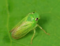 Neocoelidia tumidifrons