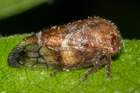 Ophiderma definita