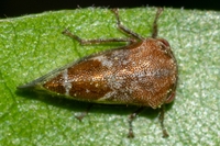 Ophiderma definita