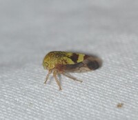 Ophiderma evelyna