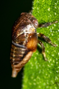 Ophiderma flavicephala