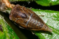 Ophiderma flavicephala
