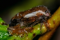Ophiderma flavicephala