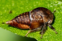 Ophiderma flavicephala
