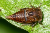 Ophiderma flavicephala