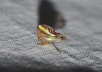 Smilia camelus