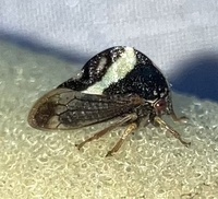 Smilia fasciata