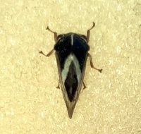Smilia fasciata