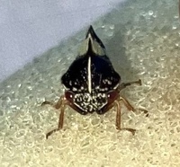 Smilia fasciata