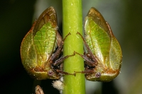Stictocephala brevitylus