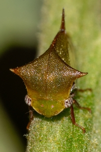 Stictocephala brevitylus