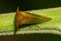 Stictocephala brevitylus