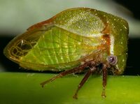 Stictocephala brevitylus