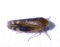 Xestocephalus provancheri