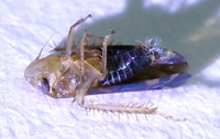 Xestocephalus provancheri