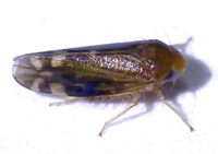 Xestocephalus provancheri