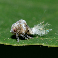 Acanalonia bivittata