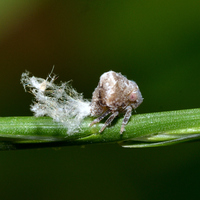Acanalonia bivittata