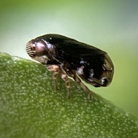 Clastoptera xanthocephala