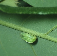 Cyrtolobus dixianus