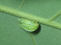 Cyrtolobus dixianus