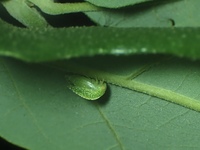 Cyrtolobus dixianus
