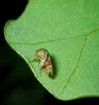 Cyrtolobus gramatanus