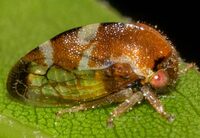 Cyrtolobus togatus