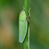 Draeculacephala balli