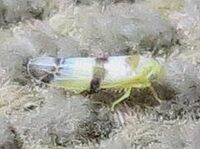 Empoa apicata
