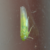 Empoasca fabae