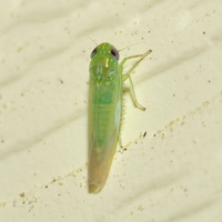 Empoasca fabae