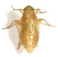 Flavoclypeus nitens