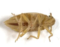 Flavoclypeus nitens