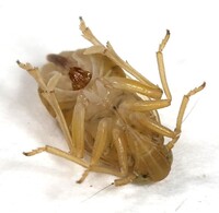 Flavoclypeus nitens