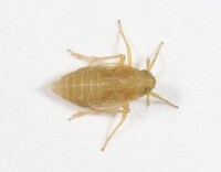 Flavoclypeus nitens