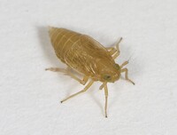 Flavoclypeus nitens